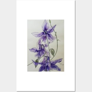 Aquilegia columbine blue watercolour painting Posters and Art